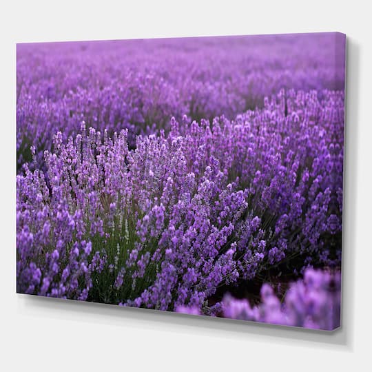 Designart - Blooming Purple Lavender Field
